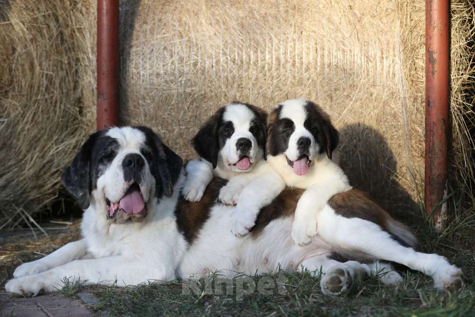 Собаки в Костроме: Щенки Сенбернара (Гигант, Друг, Сторож, няня) Девочка, Бесплатно - фото 3