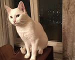 Кошки в Москве: Бедный Альбус. Белый кот в добрые руки. Мальчик, Бесплатно - фото 3