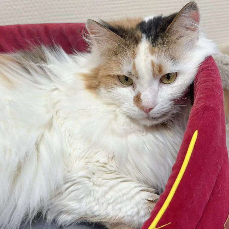 Кошки в Москве: Мусю не выбирают из-за возраста  Девочка, Бесплатно - фото 5