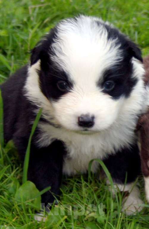 Собаки в Москве: Щенки бордер колли с документами Мальчик, 50 000 руб. - фото 6