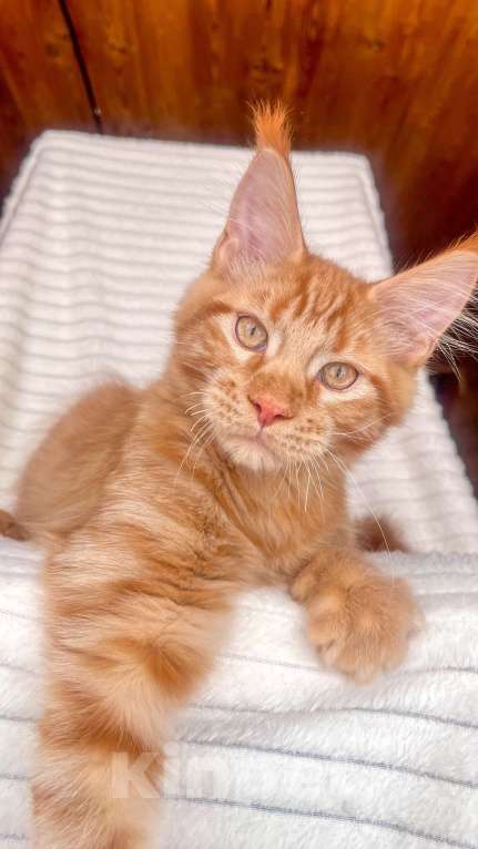 Кошки в Ярославле: Кот Мальчик, 45 000 руб. - фото 1