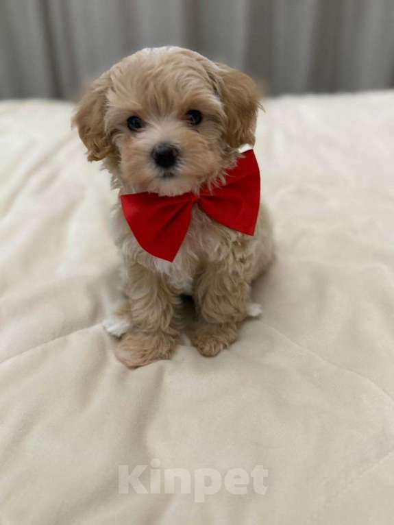 Собаки в Москве: Тео  Мальчик, 90 000 руб. - фото 1