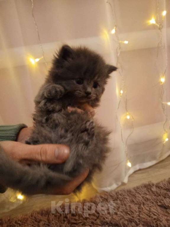 Кошки в других городах Алтайского края: Мальчик Мальчик, 2 000 руб. - фото 2