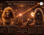 Собаки в Пушкино: Той пудель (щенок) шоу-перспектива Мальчик, 150 000 руб. - фото 2