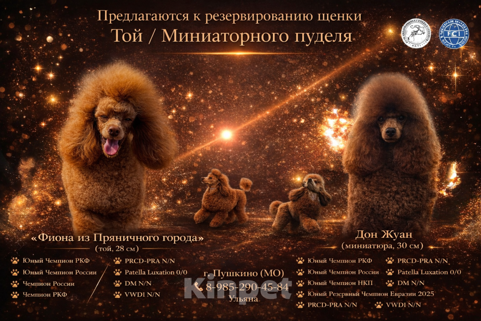 Собаки в Пушкино: Той пудель (щенок) шоу-перспектива Мальчик, 150 000 руб. - фото 2