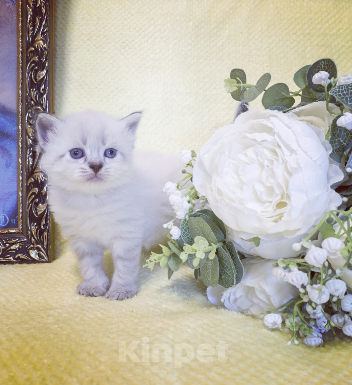 Кошки в других городах Краснодарского края: Невские принцессы Девочка, 15 000 руб. - фото 1
