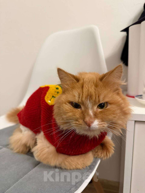 Кошки в Москве: Стильный Еремей ищет дом! Мальчик, Бесплатно - фото 10