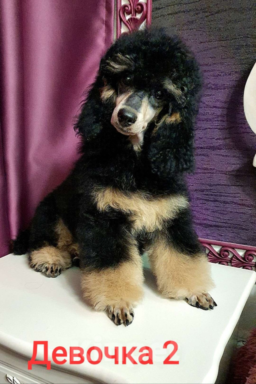 Собаки в Москве: Девчата пуделята фантомы Девочка, 130 000 руб. - фото 5