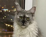 Кошки в Москве: Кошка мейн-кун Девочка, 30 000 руб. - фото 6