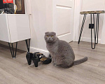 Кошки в Королеве: Ищем кота для вязки шотландца стрейт Девочка, Бесплатно - фото 1
