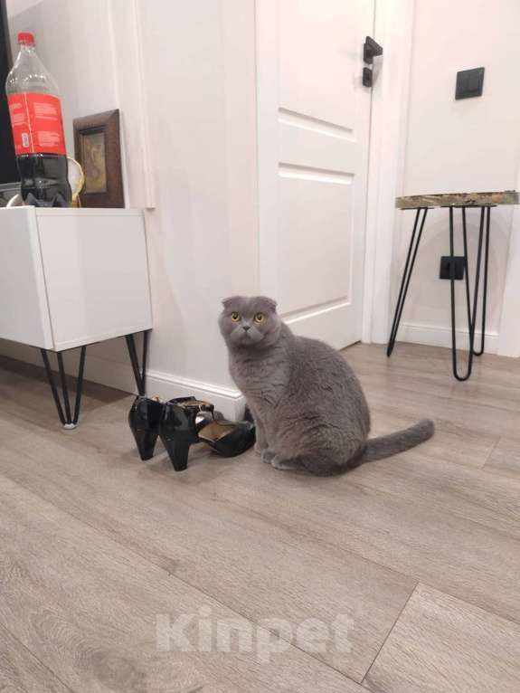 Кошки в Королеве: Ищем кота для вязки шотландца стрейт Девочка, Бесплатно - фото 1