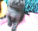 Кошки в Москве: Шотландские котята  Девочка, 8 000 руб. - фото 2