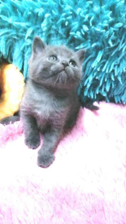 Кошки в Москве: Шотландские котята  Девочка, 8 000 руб. - фото 2