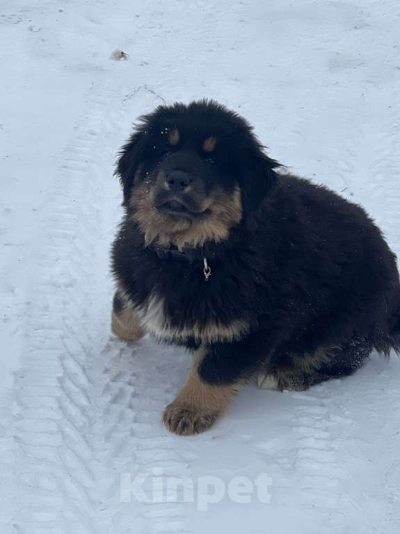 Собаки в Саратове: Щенки банхара Девочка, 50 000 руб. - фото 5