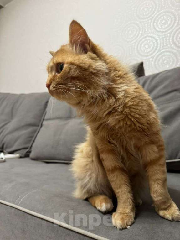 Кошки в Красноярске: Рыжый кот ищет добрых хозяев  Мальчик, Бесплатно - фото 2