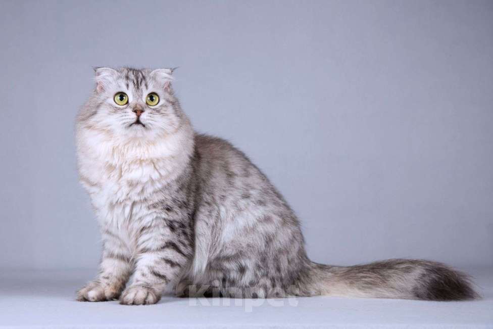 Кошки в Москве: Нежная ласковая кошечка Сирень в добрые руки Девочка, Бесплатно - фото 3