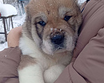 Собаки в Печоре: Девочка САО Девочка, 30 000 руб. - фото 1