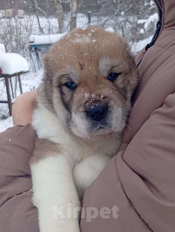 Собаки в Печоре: Девочка САО Девочка, 30 000 руб. - фото 1