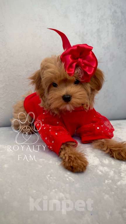 Собаки в Москве: Мини девочка мальтипу F1 Royalty Fam Isabell Девочка, Бесплатно - фото 2