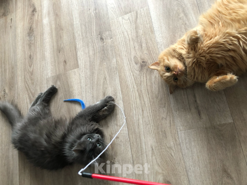 Кошки в Воронеже: Кекушевичус Девочка, Бесплатно - фото 3