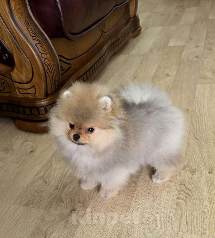 Собаки в Москве: Мальчик мини медвежонок Мальчик, 80 000 руб. - фото 3