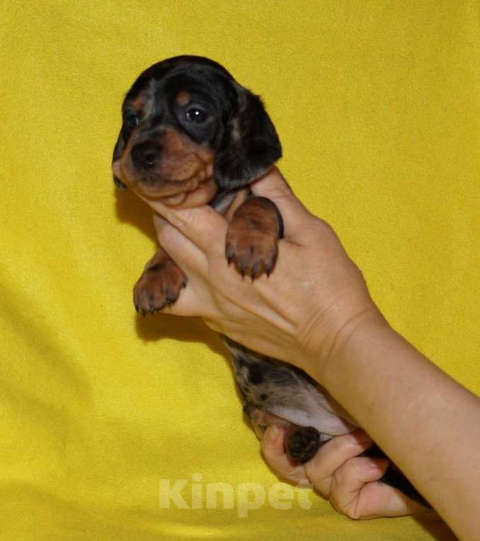 Собаки в Иваново: Такса стандартная г-ш. РКФ Мальчик, Бесплатно - фото 6