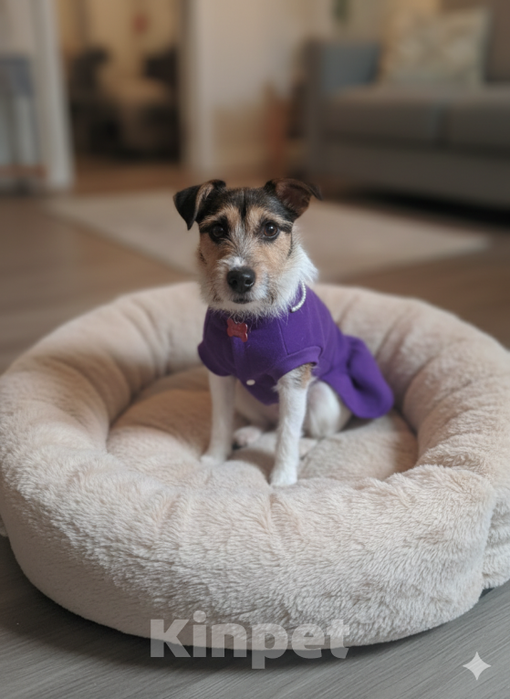 Собаки в Санкт-Петербурге: Маленькая собака в добрые руки Девочка, Бесплатно - фото 2