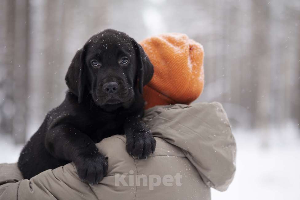 Собаки в Санкт-Петербурге: IRISLAV BIG BOSS Мальчик, 160 000 руб. - фото 7