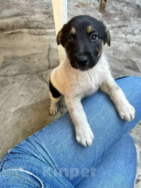 Собаки в Санкт-Петербурге: Симпатичный щенок мальчик ищет дом Мальчик, Бесплатно - фото 1