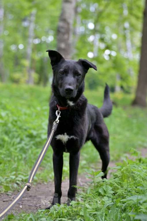 Собаки в Красногорске: Потрясающий Кинг ждёт хозяина в приюте  Мальчик, Бесплатно - фото 4