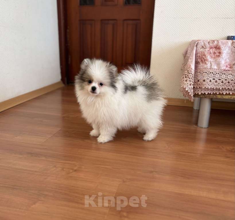 Собаки в Москве: Мальчик медвежонок, Морис  Мальчик, 40 000 руб. - фото 2