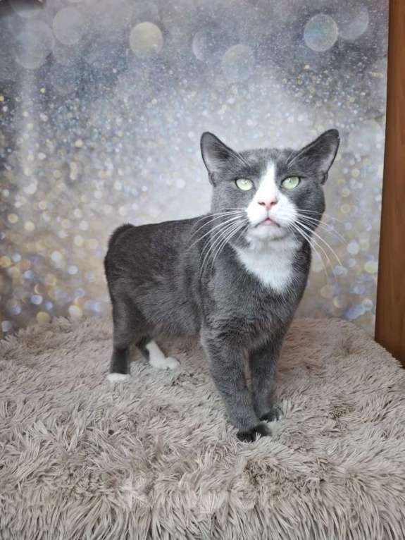 Кошки в Москве: Кот бело-голубого в добрые руки Мальчик, Бесплатно - фото 1