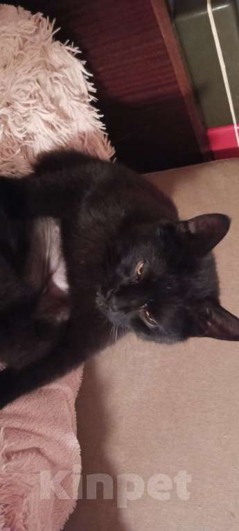 Кошки в Рязани: Найден кот черно-коричневый Мальчик, Бесплатно - фото 5