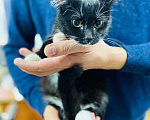Кошки в Кувшиново: Ласковый котенок, Бесплатно - фото 4