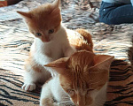 Кошки в Краснодаре: Котенок Мальчик, 100 руб. - фото 4
