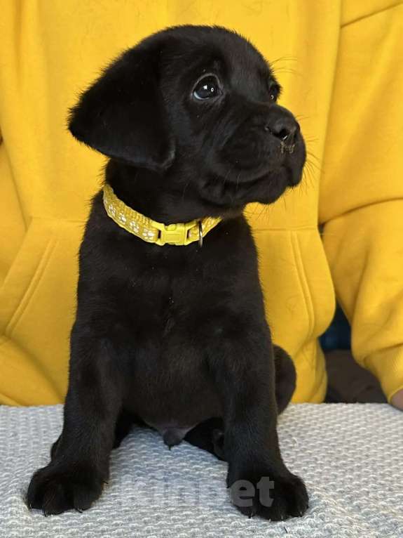 Собаки в других городах Московской области: Лабрадор ретривер Мальчик, 50 000 руб. - фото 6