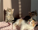 Кошки в Москве: Котята в добрые руки Разнополые, Бесплатно - фото 1