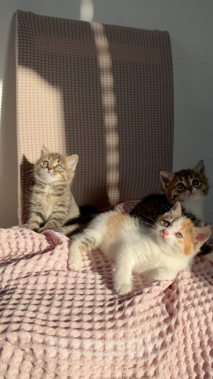 Кошки в Москве: Котята в добрые руки Разнополые, Бесплатно - фото 1