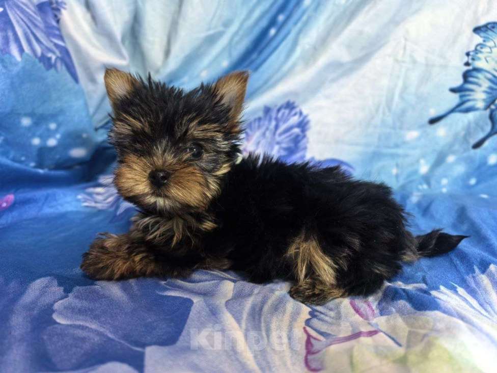 Собаки в Санкт-Петербурге: Щенки йоркширского терьера Разнополые, 25 000 руб. - фото 4