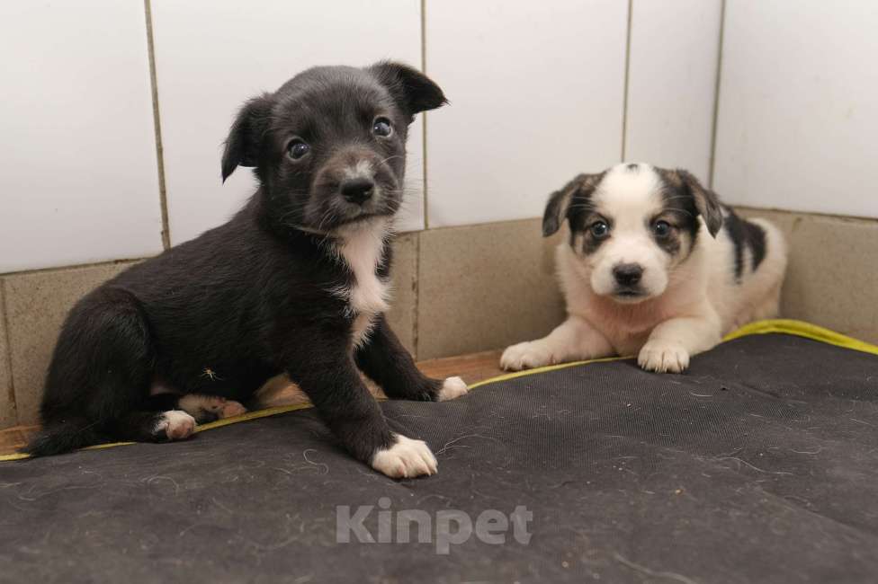 Собаки в Москве: Зита Девочка, Бесплатно - фото 3