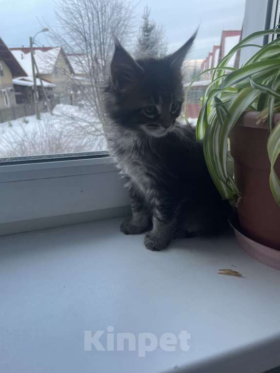 Кошки в Санкт-Петербурге: Мейн-кун чистокровные американцы Девочка, Бесплатно - фото 3