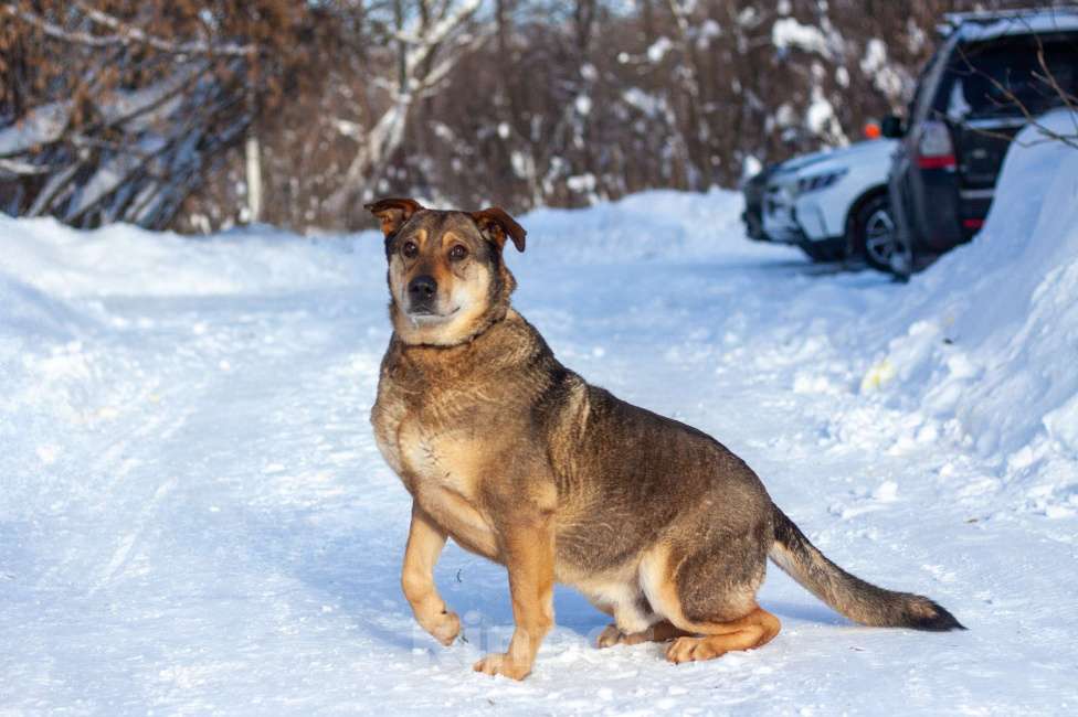 Собаки в Балашихе: Джонни Мальчик, Бесплатно - фото 3