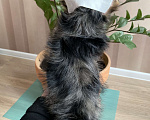 Собаки в Москве: Крупный йорк мраморный мальчик весёлый Мальчик, 50 000 руб. - фото 3