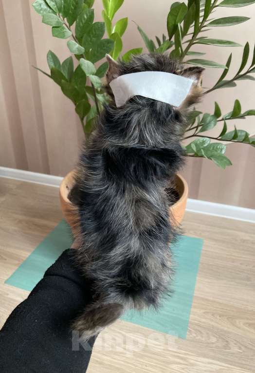 Собаки в Москве: Крупный йорк мраморный мальчик весёлый Мальчик, 50 000 руб. - фото 3