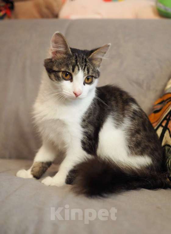 Кошки в Москве: Луис — котёнок-компаньон ищет дом Мальчик, 1 руб. - фото 1