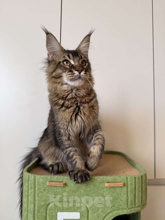 Кошки в Москве: Котенок мейн-кун Мальчик, 35 000 руб. - фото 4