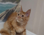 Кошки в Москве: Мейн-кун мальчик рыжий Мальчик, 90 000 руб. - фото 3