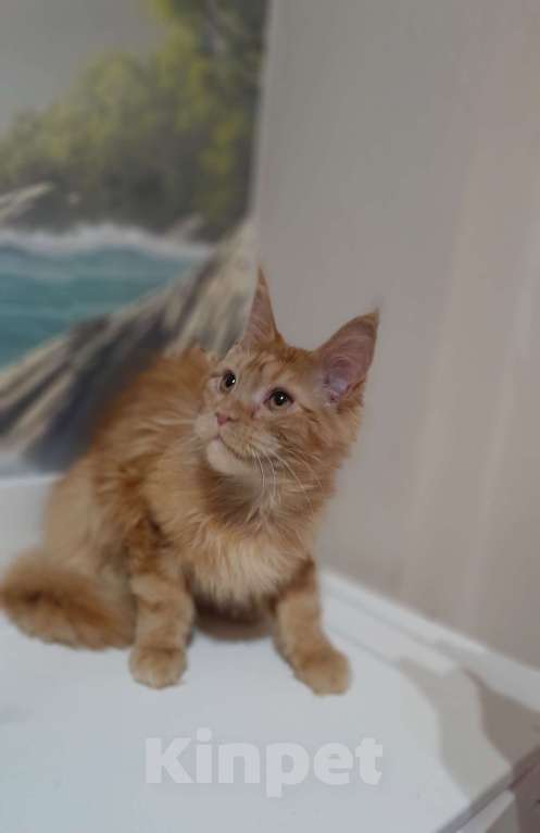 Кошки в Москве: Мейн-кун мальчик рыжий Мальчик, 90 000 руб. - фото 3