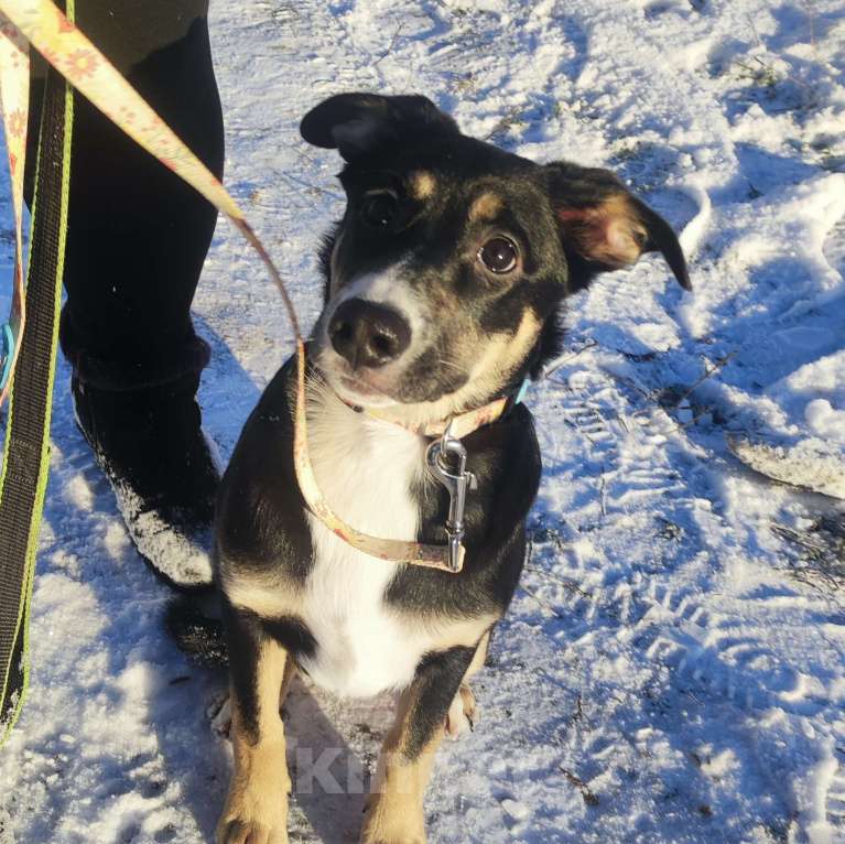 Собаки в Балашихе: Щенок бесплатно  Девочка, Бесплатно - фото 1