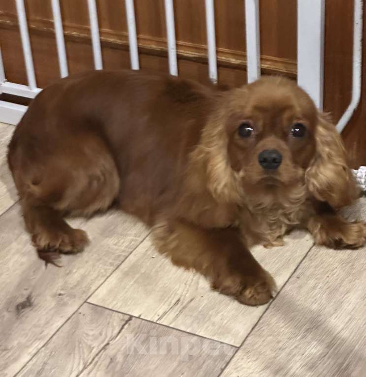 Собаки в Тамбове: Мальчик рубиновый кавалер Мальчик, 55 000 руб. - фото 1